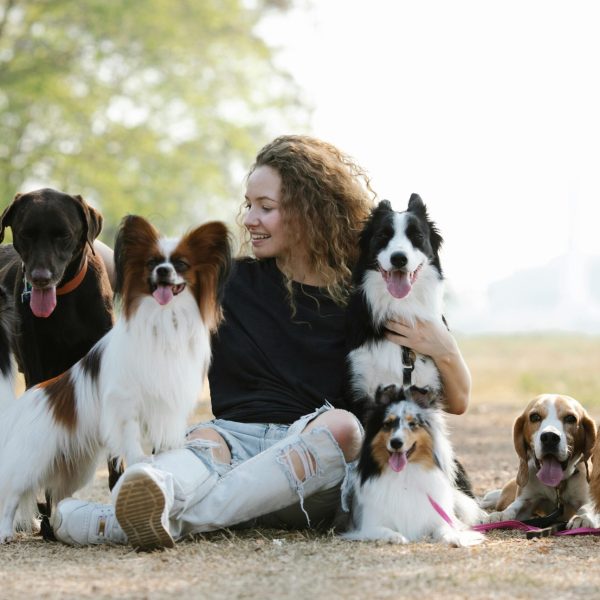 Full body of smiling female owner petting Labrador Retriever and embracing Border Collie sitting near Sheltie Beagle and Norwich Terrier and Papillon